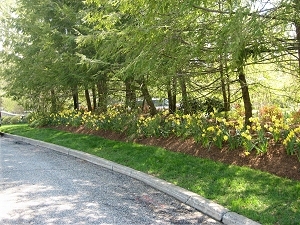 perennial garden